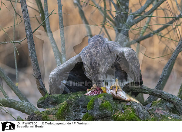 Seeadler mit Beute / White-tailed Sea Eagle with prey / PW-07800