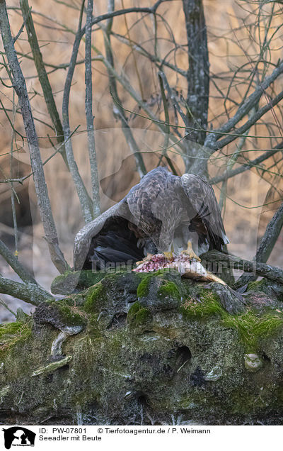 Seeadler mit Beute / White-tailed Sea Eagle with prey / PW-07801