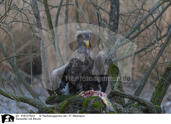 Seeadler mit Beute / White-tailed Sea Eagle with prey / PW-07804