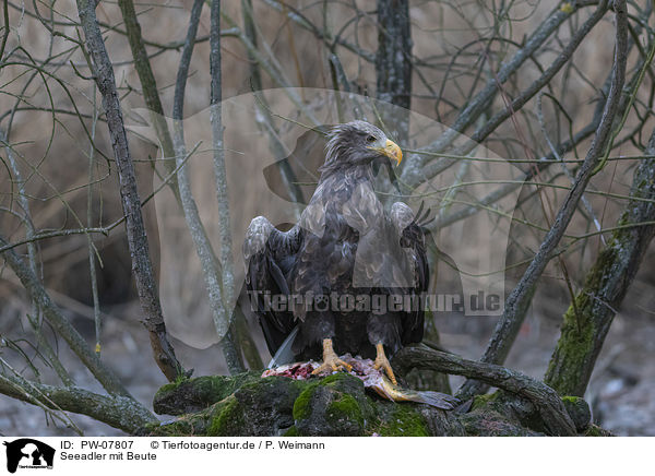 Seeadler mit Beute / White-tailed Sea Eagle with prey / PW-07807