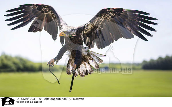 fliegender Seeadler / flying White-tailed Sea Eagle / UM-01093