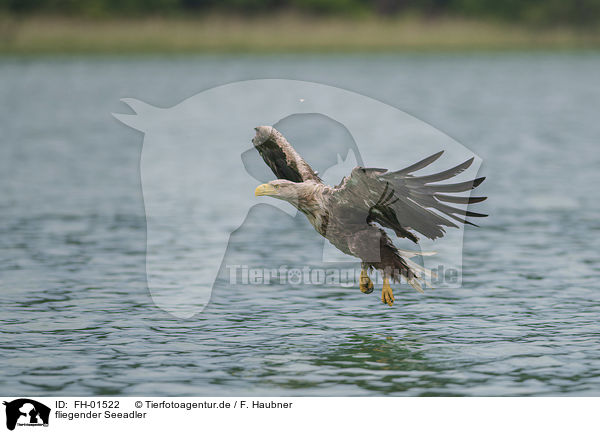 fliegender Seeadler / FH-01522