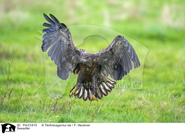 Seeadler / FH-01915