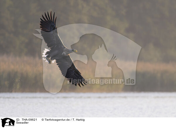 Seeadler / white-tailed sea eagle / THA-09621