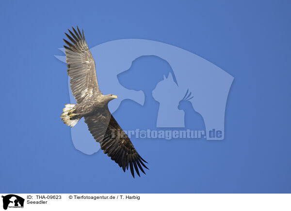 Seeadler / white-tailed sea eagle / THA-09623