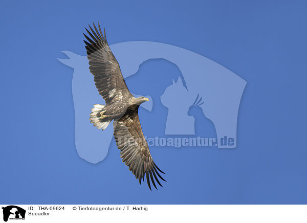Seeadler / white-tailed sea eagle / THA-09624
