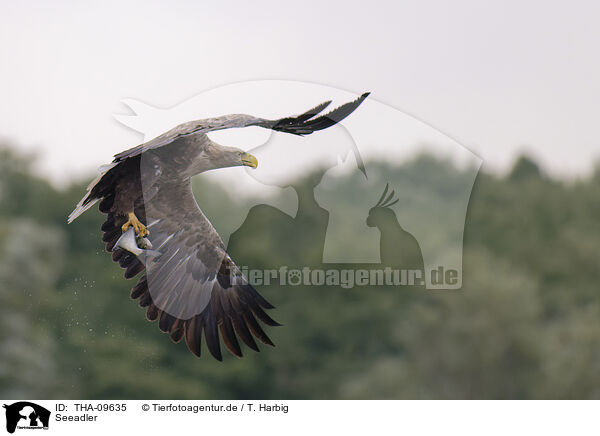 Seeadler / white-tailed sea eagle / THA-09635