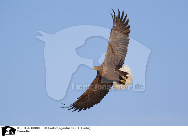 Seeadler / white-tailed sea eagle / THA-10000