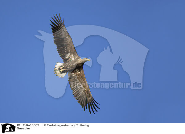 Seeadler / white-tailed sea eagle / THA-10002