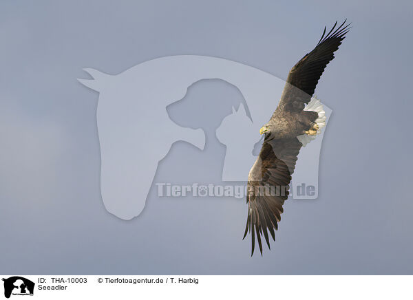 Seeadler / white-tailed sea eagle / THA-10003