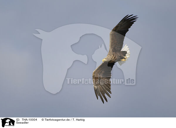 Seeadler / white-tailed sea eagle / THA-10004
