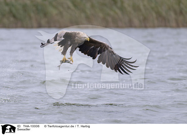 Seeadler / white-tailed sea eagle / THA-10006