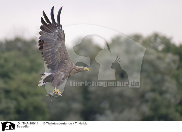 Seeadler / white-tailed sea eagle / THA-10011