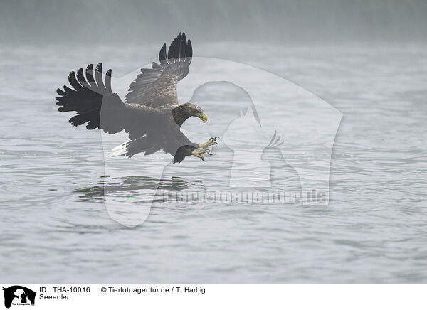 Seeadler / white-tailed sea eagle / THA-10016