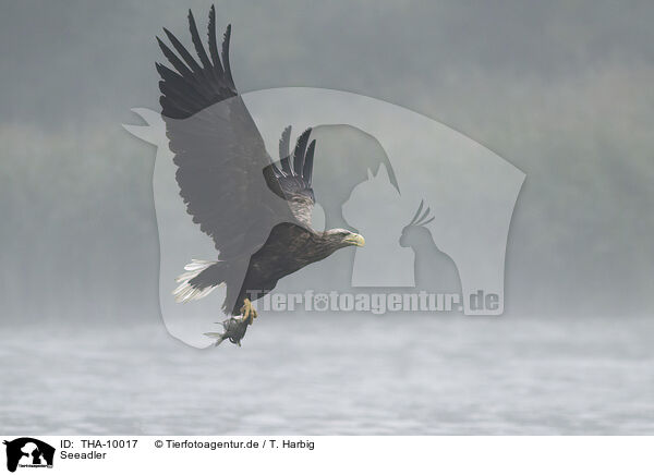 Seeadler / white-tailed sea eagle / THA-10017