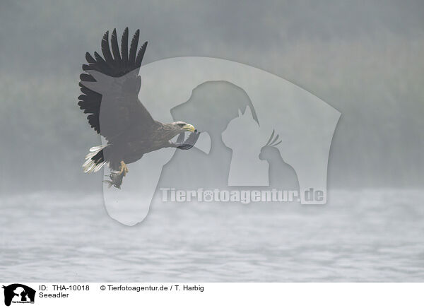 Seeadler / white-tailed sea eagle / THA-10018