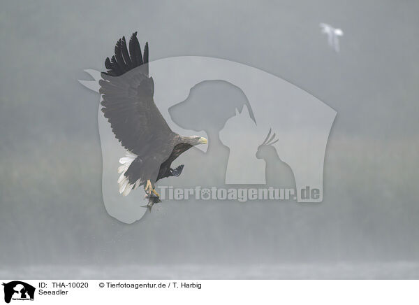 Seeadler / white-tailed sea eagle / THA-10020