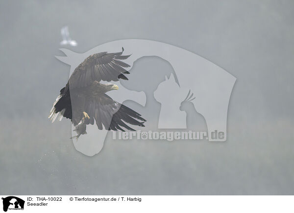 Seeadler / white-tailed sea eagle / THA-10022