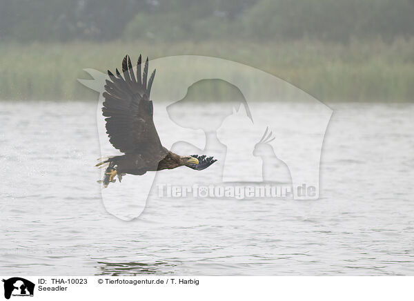 Seeadler / white-tailed sea eagle / THA-10023