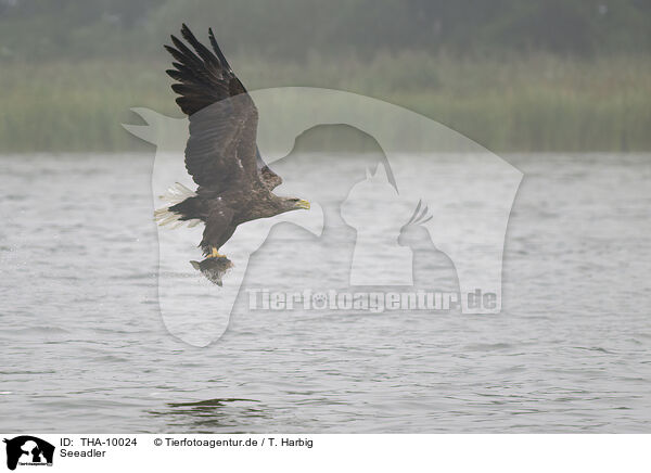 Seeadler / white-tailed sea eagle / THA-10024
