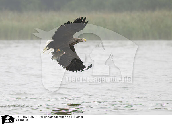 Seeadler / white-tailed sea eagle / THA-10029