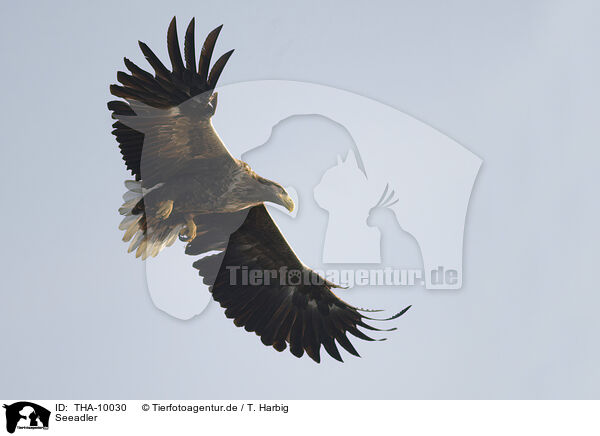 Seeadler / white-tailed sea eagle / THA-10030