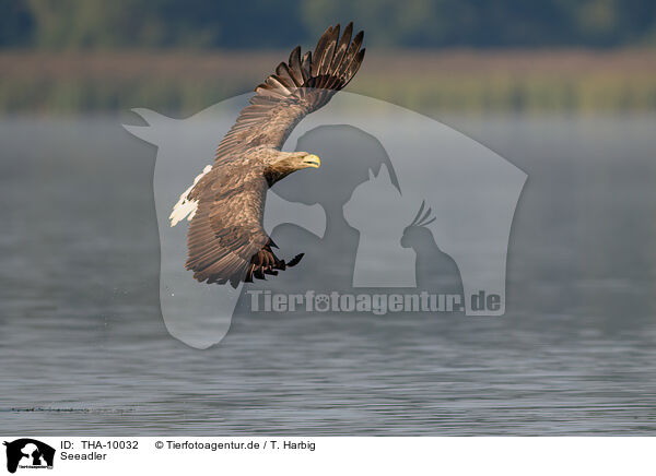 Seeadler / white-tailed sea eagle / THA-10032