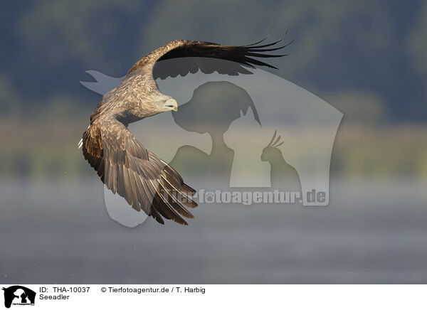 Seeadler / white-tailed sea eagle / THA-10037