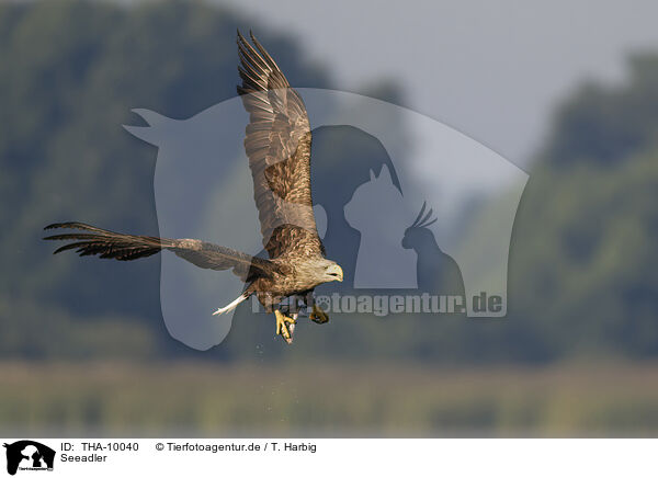 Seeadler / white-tailed sea eagle / THA-10040