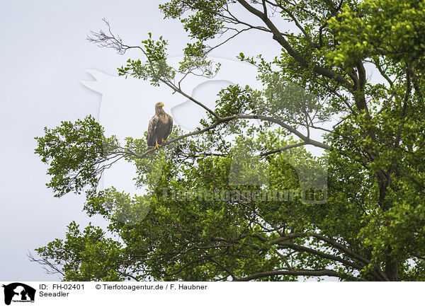 Seeadler / white-tailed sea eagle / FH-02401