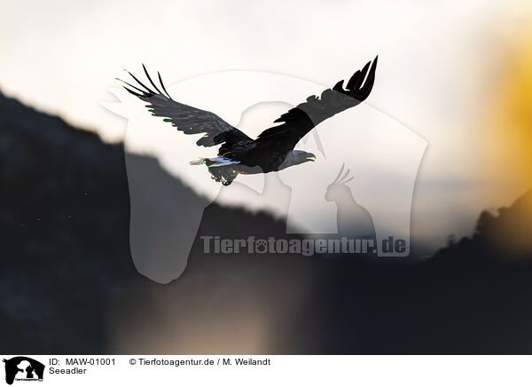 Seeadler / white-tailed sea eagle / MAW-01001