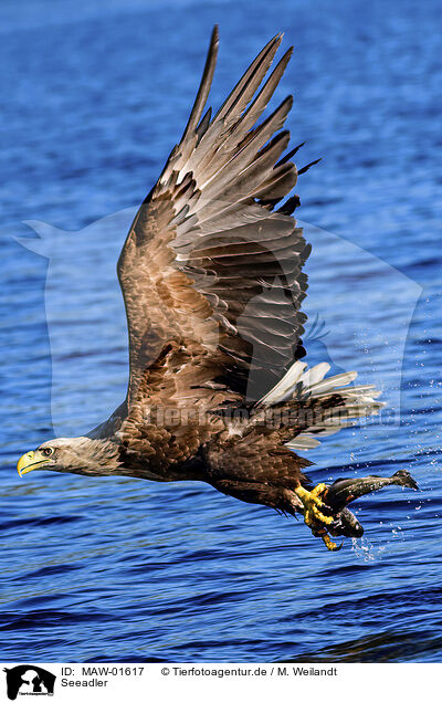 Seeadler / MAW-01617