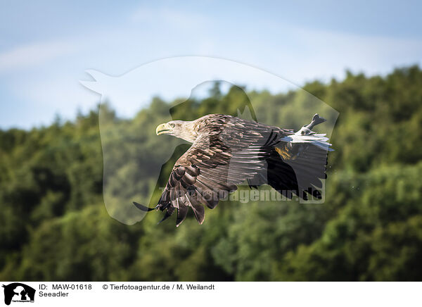 Seeadler / MAW-01618