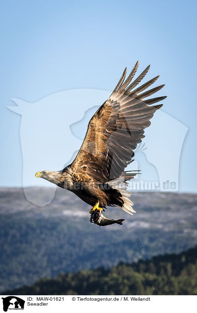 Seeadler / MAW-01621