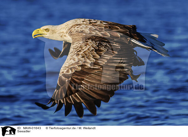 Seeadler / MAW-01643