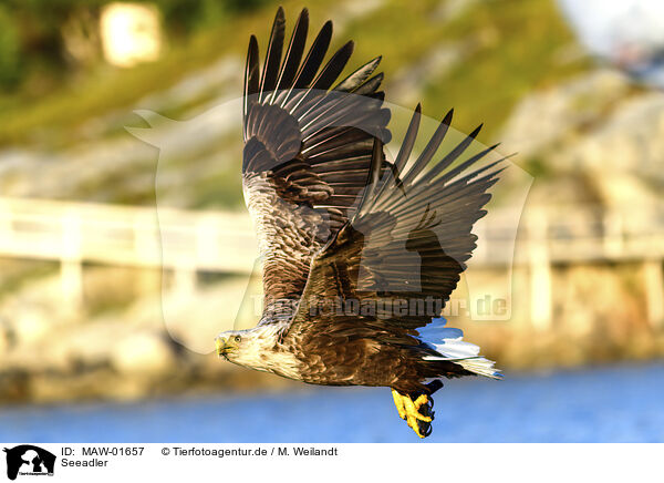 Seeadler / MAW-01657