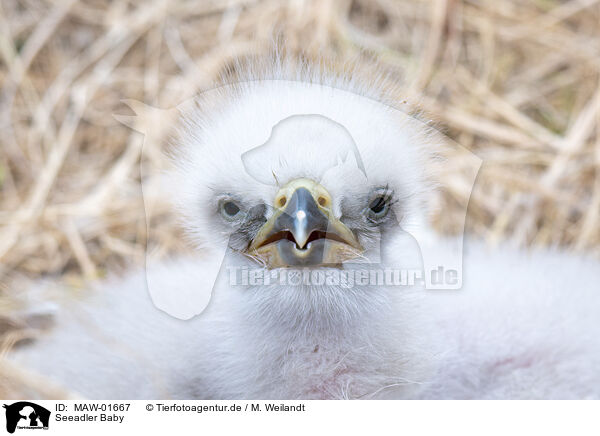 Seeadler Baby / white-tailed sea eagle baby / MAW-01667