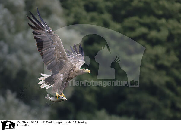 Seeadler / white-tailed sea eagle / THA-10168