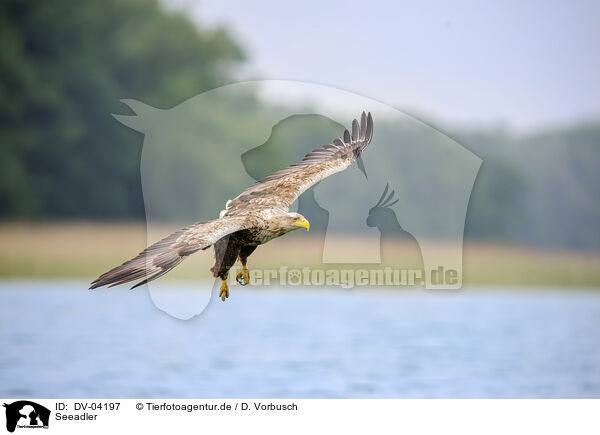Seeadler / DV-04197