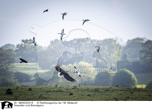 Seeadler und Brandgans / White-tailed eagle and shelduck / MAW-02314