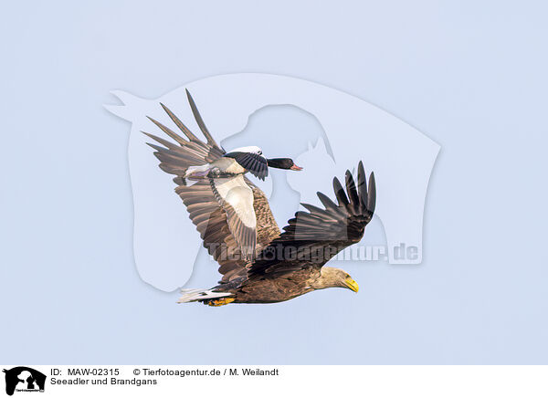 Seeadler und Brandgans / White-tailed eagle and shelduck / MAW-02315