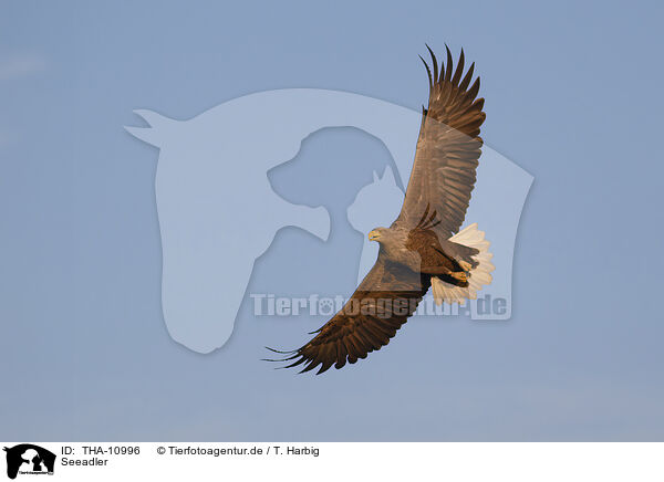 Seeadler / white-tailed eagle / THA-10996