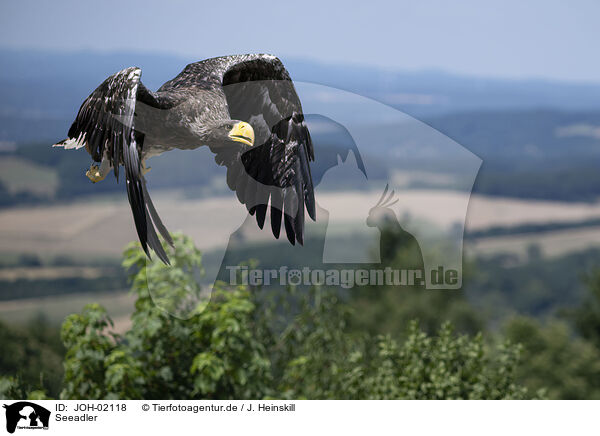 Seeadler / white-tailed sea eagle / JOH-02118