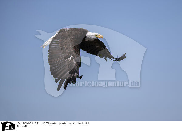 Seeadler / white-tailed sea eagle / JOH-02127