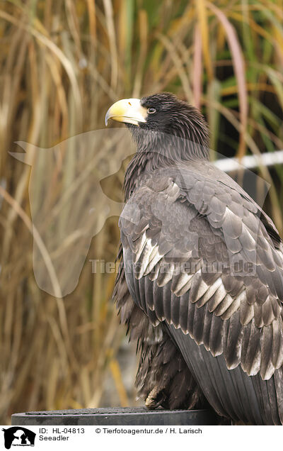 Seeadler / white-tailed sea / HL-04813