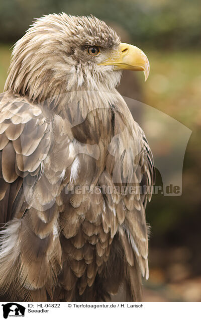 Seeadler / white-tailed sea / HL-04822