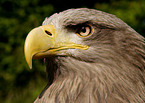 Seeadler