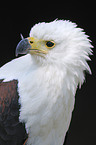 Seeadler