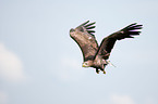 Seeadler