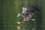 Seeadler